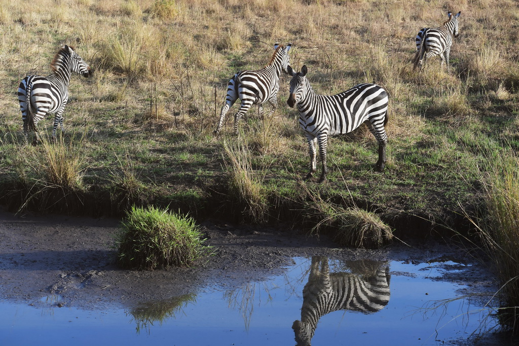 Serengeti Western Corridor